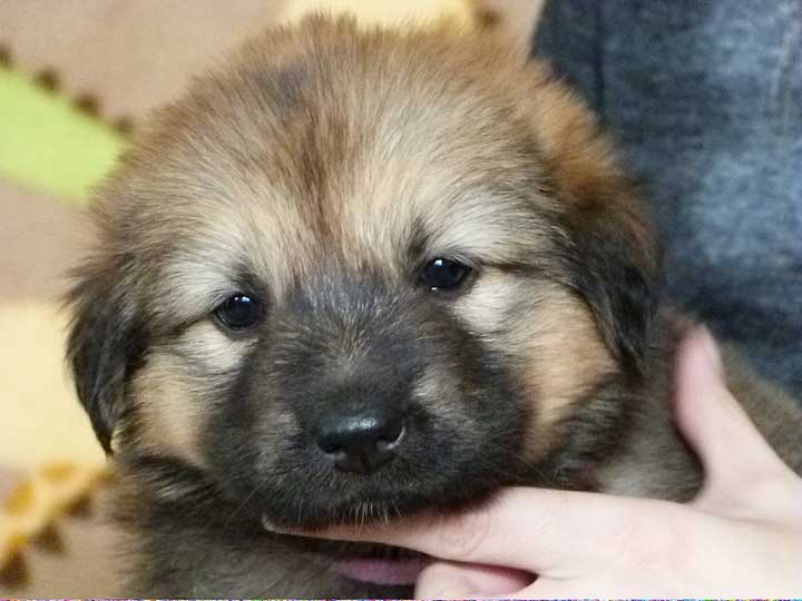 chinook puppy